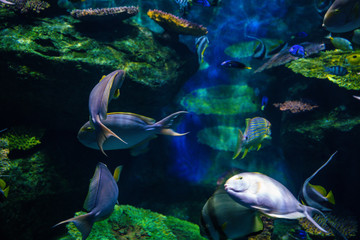 Colorful coral reef and sea fish underwater