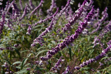 Flores lilas