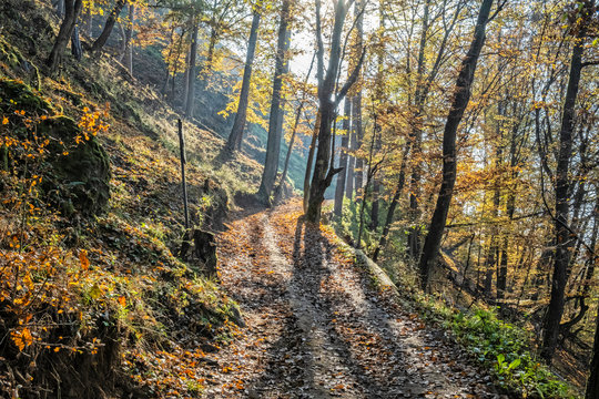 Hiking path in autumn deciduous forest, Reviste, Slovakia
