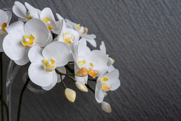 white orchid on wooden background