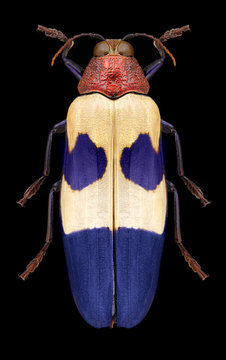 Beetle Chrysochroa buqueti on a black background