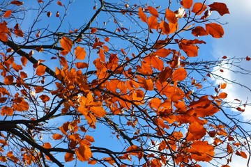 autumn leaves background