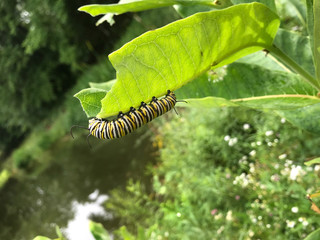 Monarch Caterpillar in the wild, eating Milk Weed