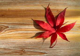 Naklejka na ściany i meble Japanese red maple leaf in autumn on a textured wooden background.