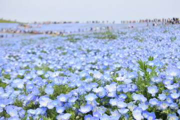 blue flowers - nemophila in japan