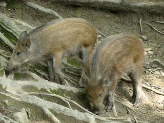 Small boars - obrazy, fototapety, plakaty