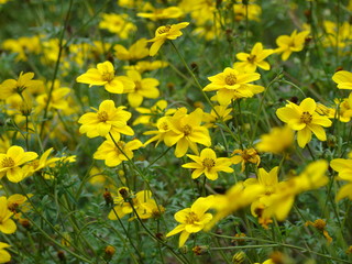 Yellow flowers