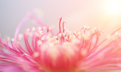 Close up of chrysanthemum blooming in autumn © 忆江