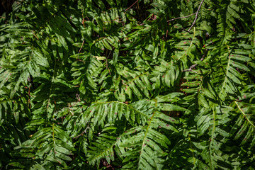 Bright green fresh fern leaves with sharp edges