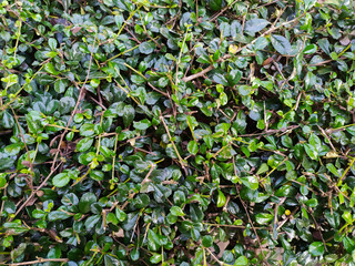 Siamese rough bush tree is herbal and decoration gardens on decorative tree planting herb natural background