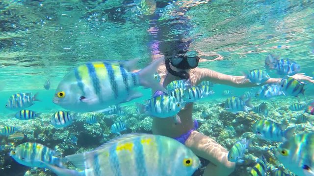 Colorful Tropical Coral Reefs. Picture of a beautiful underwater colorful fishes Sergeant Major (Abudefuf saxatilis) with corals and girl diving on coral reef. Slow motion, UHD