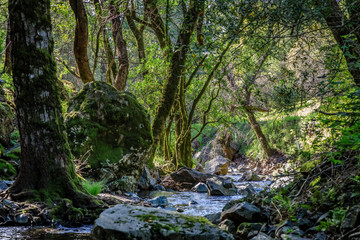 Fototapeta premium Big trees and rocks along the edge of a peaceful creek