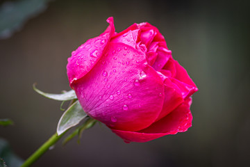 A deep pink rose after the rain, with a shallow depth of field