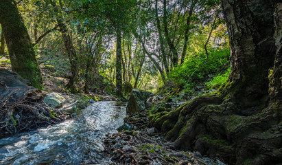 Roots of an old gnarly tree next to a small creek in a dense canopy of branches