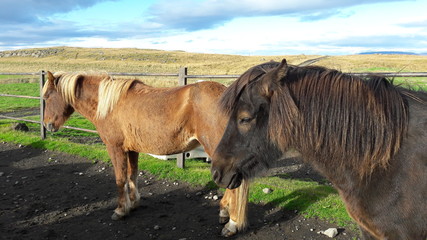 Icelandic horses