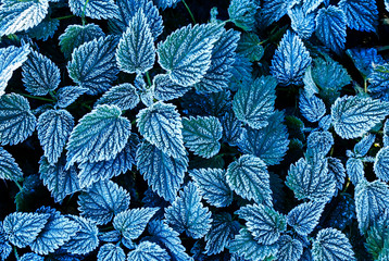 natural background with grass nettle covered white cold crystals of frost on a Sunny frosty autumn...