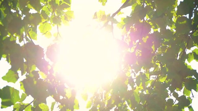 Soft sunset sunlight bursting through green leaves of old tree. Real time full hd video footage.