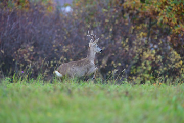 Roe deer jumping on a meadow in the background colorful autumn trees