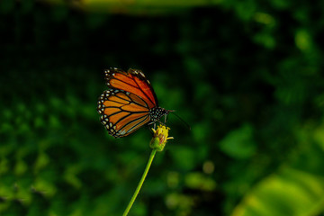 orange butterfly in the green forest.
