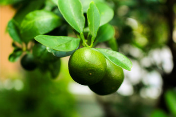 green olives on the tree