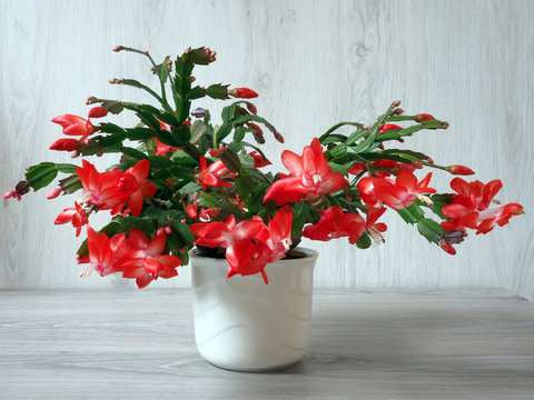 Weihnachtskaktus im &Uuml;bertopf in voller Bl&uuml;te