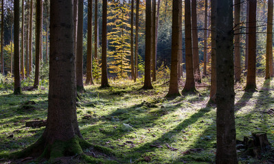 heller Herbstwald