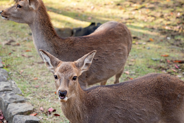奈良　鹿　秋　紅葉