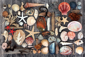 Driftwood, seashell, seaweed & pebble abstract collage on rustic wood background. Flat lay, top view.