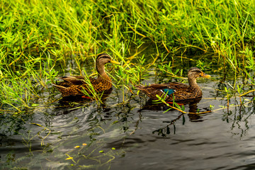Ducks, Ibis and Anhingas all around the pond at the park.