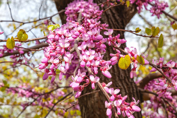 Bagryannik, Cercis canadian or Judas tree