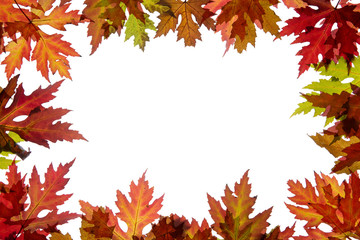 Naklejka na ściany i meble Ahornblätter mit Herbstfärbung und Textfreiraum