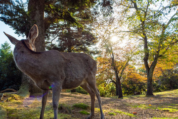 奈良　鹿　秋　紅葉　逆光