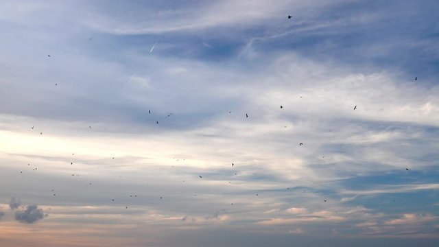 A beautiful blue sky with white feathery clouds with pink sunset hues with hundreds of seagulls and thousands of dragonflies flying and hovering through the air, infesting the sky above near a beach.