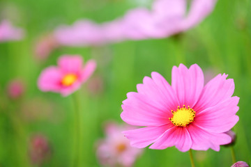 Obraz premium cosmos flower