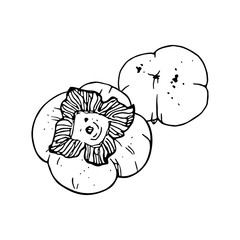 pair of persimmons - tropical fruits illustration. Ripe and sweet Malabar Ebony or Diospyros Malabarica fruits. Hand drawn sketch. Isolated on white background