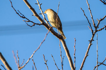 Close photo of a little tit sparrow bird on dry branches and on a clear blue sky background