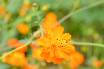 cosmos flower