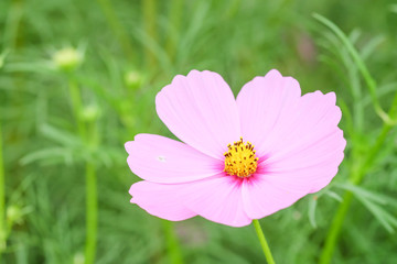 Obraz premium cosmos flower