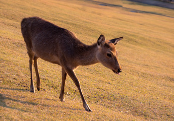 シカ　秋　奈良　