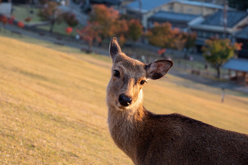 シカ　奈良　夕焼け　秋