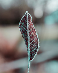 frosty ice leaf