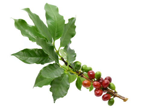 Coffee berry red green on tree coffee and on white background.