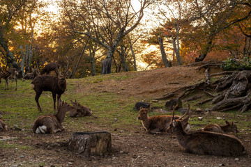 奈良　秋　シカ