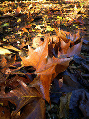 Autumn Leaf