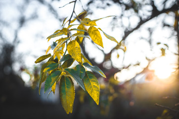 Bicolor leaves against the setting sun, plant closeup