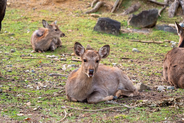奈良　シカ　秋