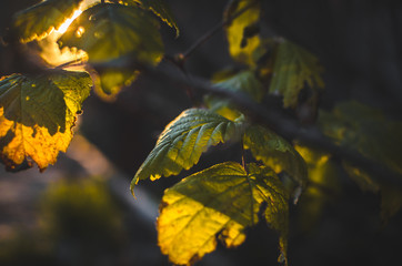 Plants in the backyard on a path lit by the sun, bright photo of leaves