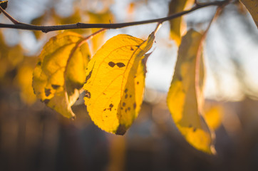 The last remaining leaves on a cold day on a fruit tree, macro photo of a yellow leaf