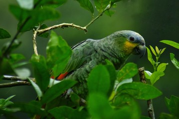 parrot on a branch