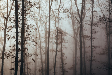 Misty forest with dense fog. 